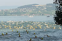 Der Startschuss ist gefallen. Henri Furrrer schwimmt auf die andere Seeseite nach Môtier.