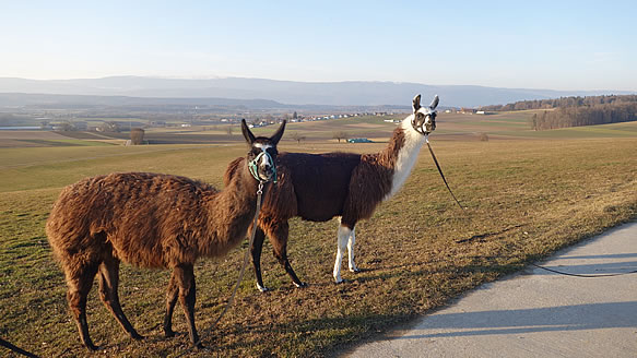 Die Lama-Weibchen Jara und Kuma auf dem Sonnenberg